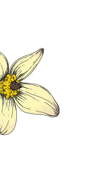 Yellow flower