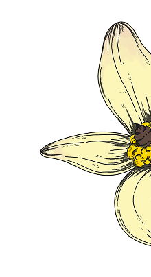 Yellow flower