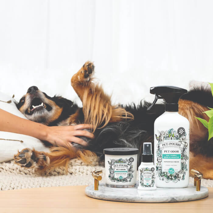 dog with pet~pourri candle and spray