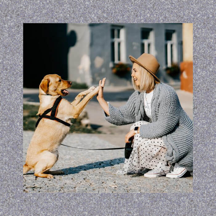 A person in a hat and cozy clothes shares a joyful high-five with their dog, whos sporting a bright harness, while enjoying the great outdoors together.