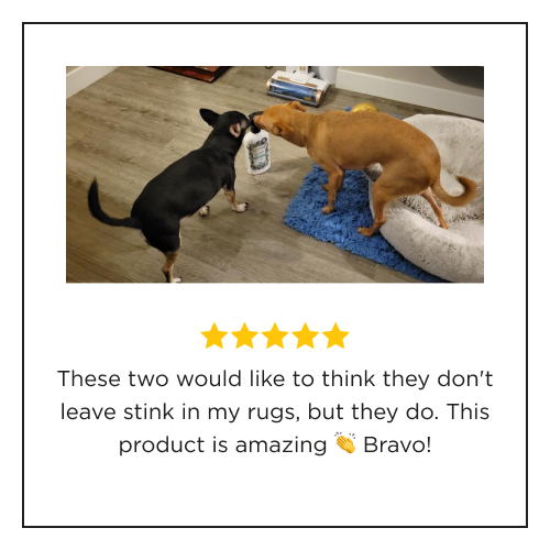 Two dogs standing on a wooden floor, one on a blue dog bed, sniffing a bottle of Pet~Pourri Pawsitively fresh with a five-star rating customer review. These two would like to think they don't leave stink in my rugs, but they do. This product is amazing bravo.