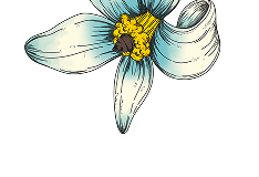 Illustration of a blue flower