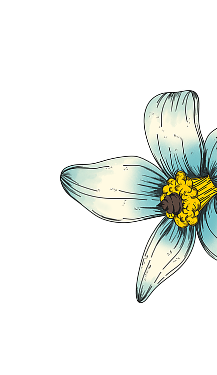 Illustration of a blue flower