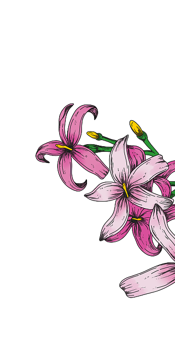 Illustration of pink flowers with green leaves