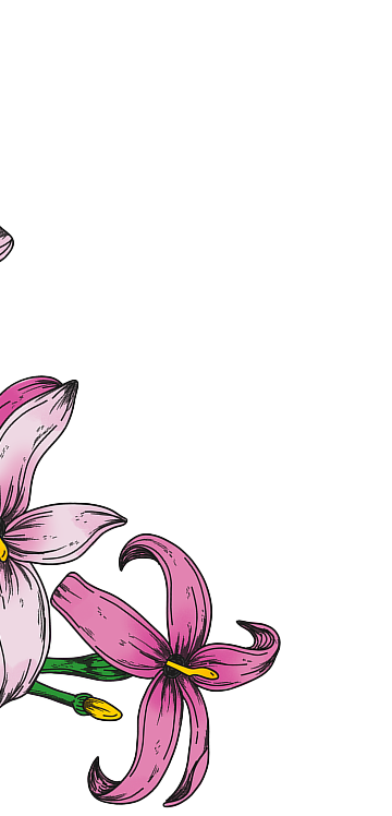 Orchid flowers