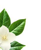 Green leaves and jasmine