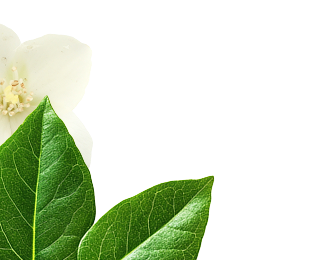 Green leaves and jasmine