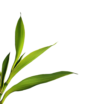 Bamboo