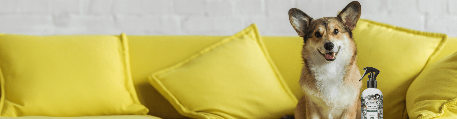 A happy corgi dog sitting on a bright yellow couch with matching cushions, next to a spray bottle of Pet~Pourri dog coat refresher