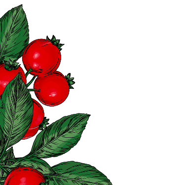 Illustration of cranberries with green leaves