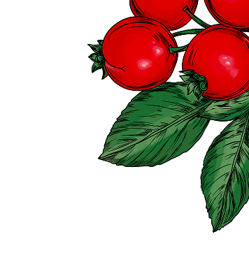 Illustration of cranberries with green leaves