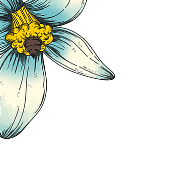 Illustration of a blue flower
