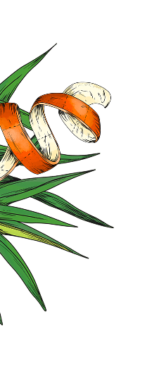 Illustration of an orange peel with green leaves
