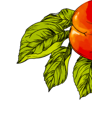 Illustration of apples and leaves