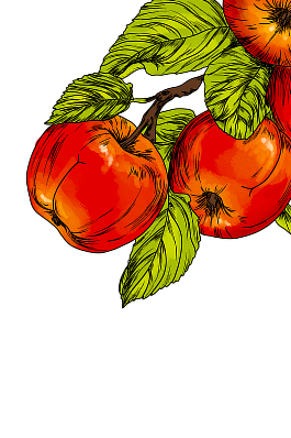 Illustration of apples and leaves