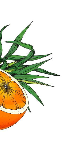 Sliced orange with green leaves.