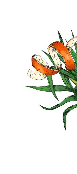 Orange peel with green leaves.