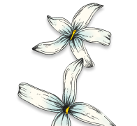 Scent image