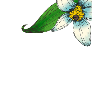 Scent image