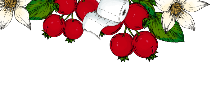 Illustration of red berries, white flowers and green leaves