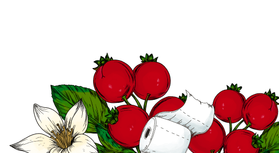 Illustration of red berries, white flowers and green leaves