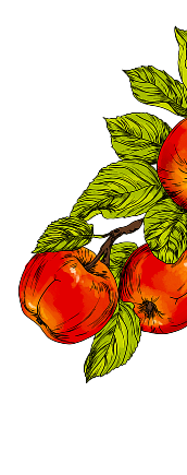 Illustration of apples and leaves