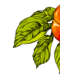 Illustration of apples and leaves