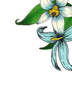 Illustration of two blue vanilla flowers with green leaves.