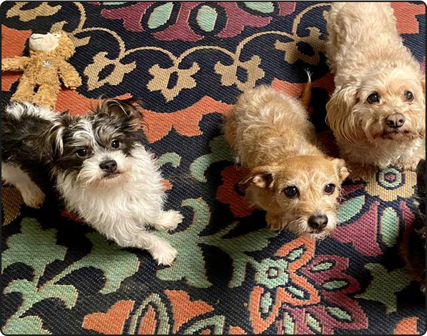 Three small dogs sitting on a patterned rug