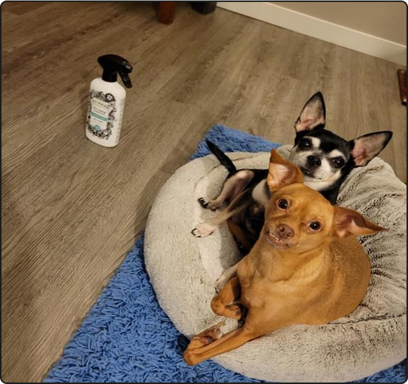 Two small dogs on a pet bed with a bottle of Pet~Pourri Pawsitively Fresh on the floor.