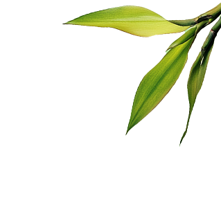 Bamboo