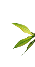 Bamboo